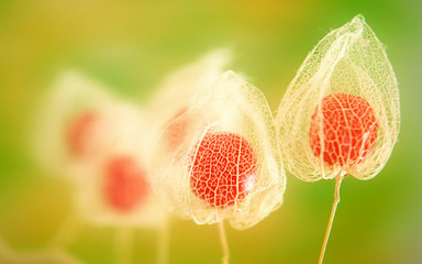 1440x900《宽屏壁纸》下载 高清花赏